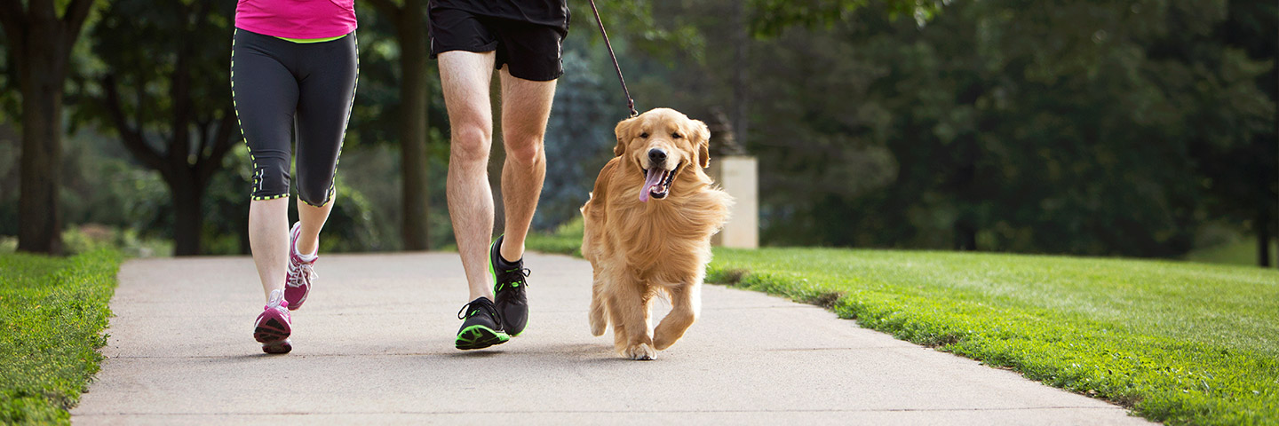 DogWatch of Southern MD, Prince Frederick, Maryland | Electronic Dog Training Collars Footer Image Image
