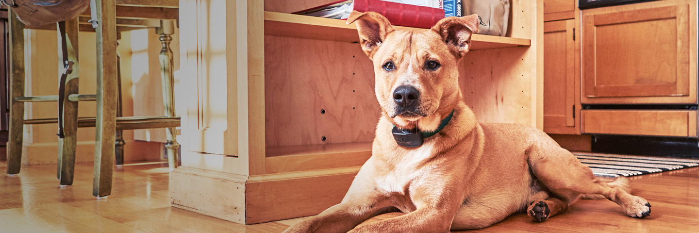 DogWatch of Southern MD, Prince Frederick, Maryland | Indoor Pet Fences Slider Image